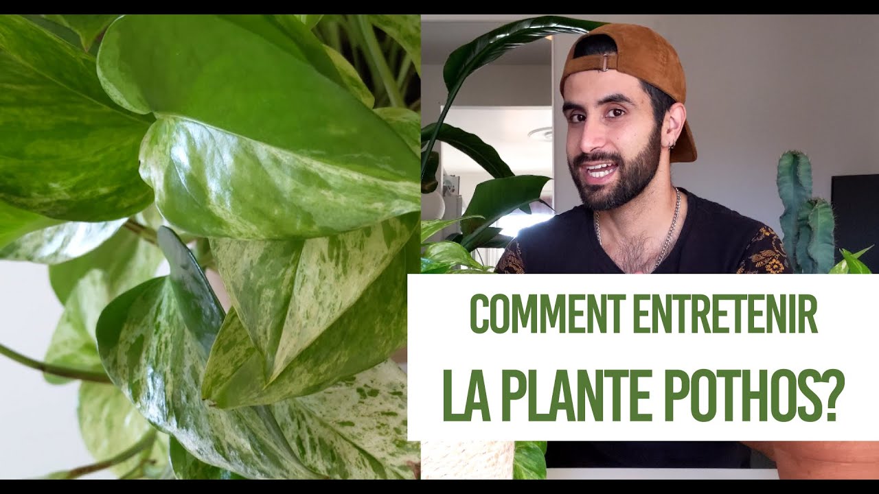 Comment entretenir la plante Pothos? (l'entretien de la plante Epipremnum)