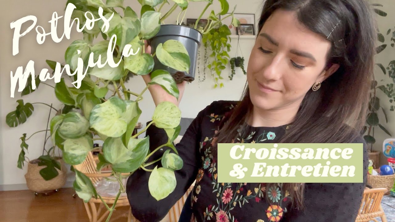 Pothos Manjula : Entretien + conseils croissance